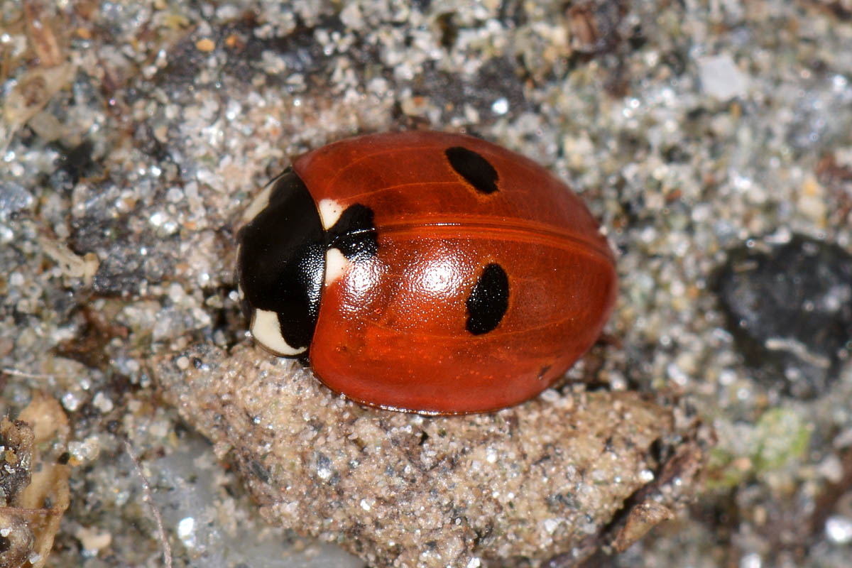 Coccinella quinquepunctata (svernante?) vs Adalia bipunctata